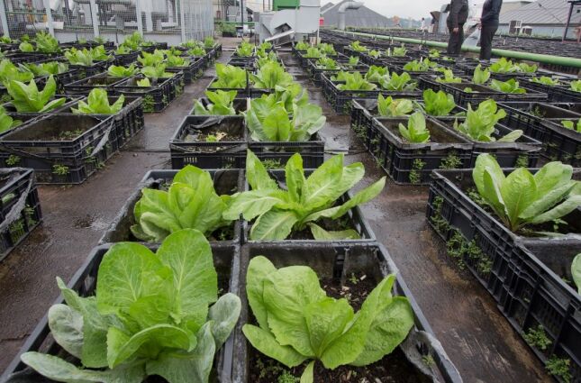 Tradicional shopping de SP produz 40 mil hortali&ccedil;as no telhado para seus funcion&aacute;rios