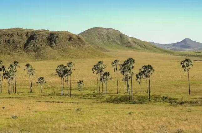 'Extin&ccedil;&atilde;o silenciosa': cientistas explicam por que a crise no Cerrado &eacute; um risco para o seu bolso
