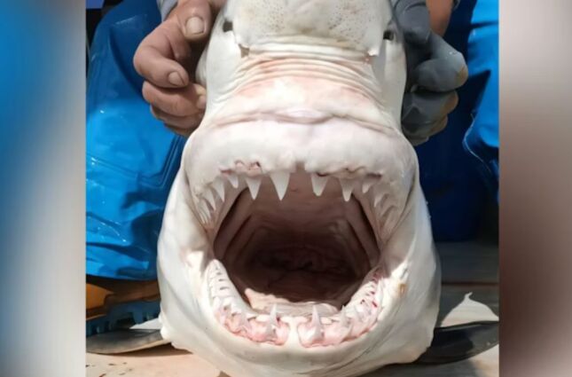 A 'popula&ccedil;&atilde;o fantasma' reaparece: Descoberta no mar obriga ci&ecirc;ncia a reescrever registros de 160 ano