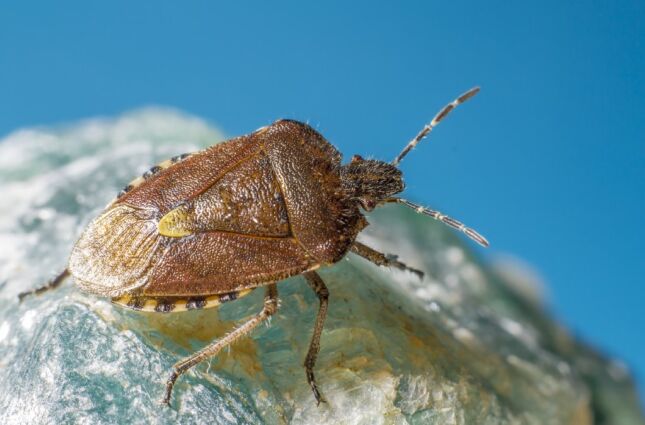 Percevejo marrom em casa: coincid&ecirc;ncia ou mensagem da natureza?