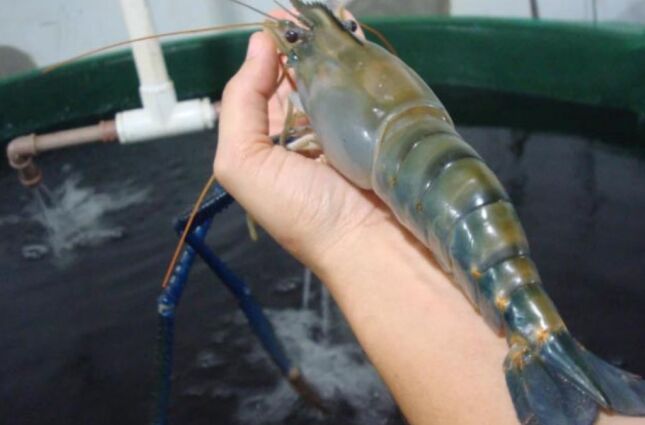 Invasor mortal: pesquisa revela que esp&eacute;cie ex&oacute;tica de camar&atilde;o&nbsp;avan&ccedil;a pelo litoral brasileiro