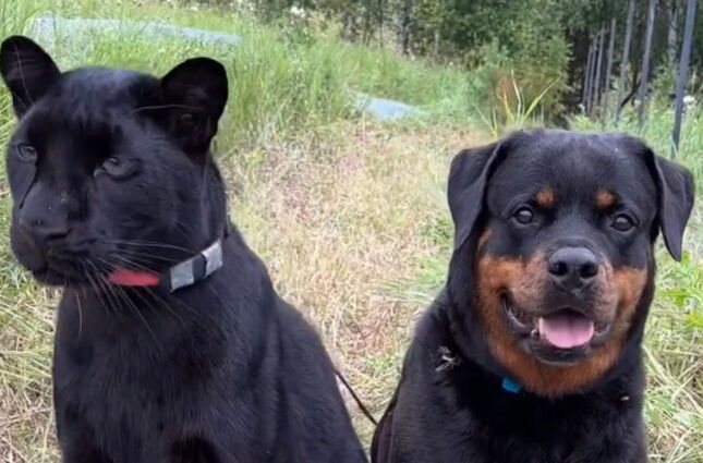 Pantera abandonada ao nascer encontra 'm&atilde;e adotiva' em cadela rottweiler