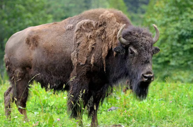 Ap&oacute;s cem anos, gigantes peludos retornam, viram 'ecologistas de quatro patas' e salvam florestas