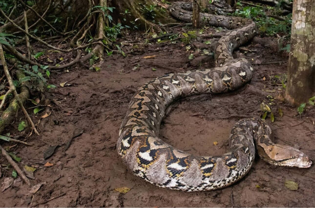 Colossal: Cobra de mais de 7 metros e quase 100 quilos entra no Guinness Book