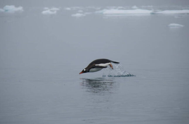 Praias brasileiras amea&ccedil;adas: Chuvas na Ant&aacute;rtica aceleram degelo e aumentam n&iacute;vel dos oceanos