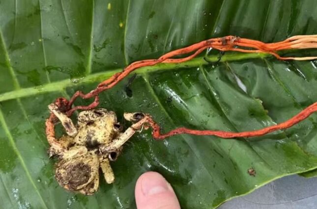 O fungo que dominou uma aranha gigante e a transformou em 'zumbi'