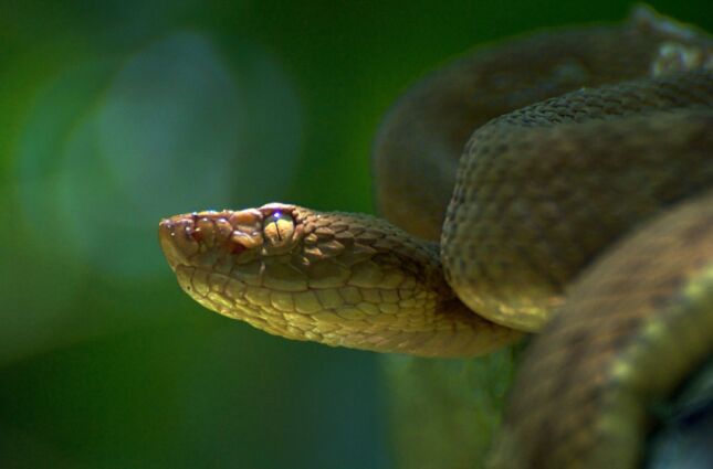 Hemorragias: cientistas investigam o poderoso veneno da jararaca-ilhoa, um dos mais letais do mundo