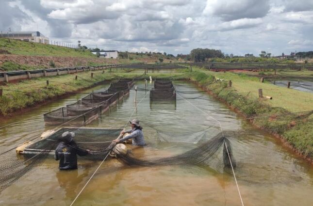 Amea&ccedil;a Silenciosa: V&iacute;rus com 90% de mortalidade amea&ccedil;a produ&ccedil;&atilde;o de til&aacute;pia em SP

