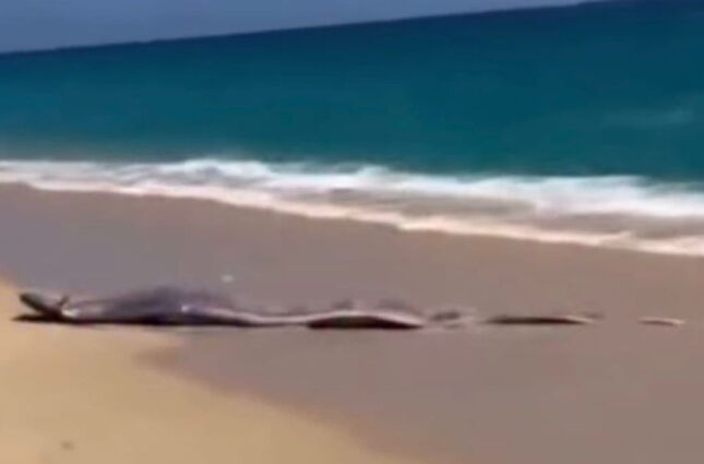 Peixe do Fim do Mundo: Turistas flagram criatura lend&aacute;ria e tentam resgate imposs&iacute;vel no M&eacute;xico