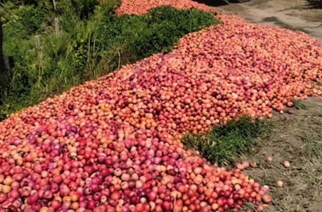 Produtor descarta 50 toneladas de ameixa em SC ap&oacute;s n&atilde;o conseguir vender safra