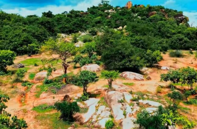 O segredo da floresta 'subterr&acirc;nea' que faz &aacute;rvores renascerem do zero, sem plantar uma &uacute;nica muda