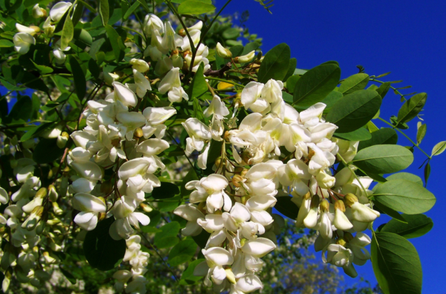 Micropl&aacute;sticos na &aacute;gua podem ser eliminados em at&eacute; 98% com planta do seu dia a dia