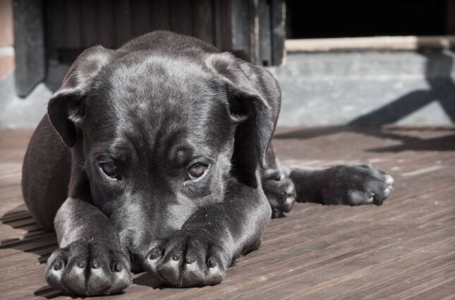 N&atilde;o &eacute; s&oacute; chocolate: legume amado no Brasil e na P&aacute;scoa pode ser vil&atilde;o e levar seu animal ao hospital