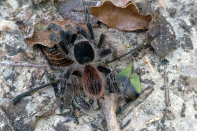 Tar&acirc;ntula: Aranha amea&ccedil;ada de extin&ccedil;&atilde;o no litoral de SP pode ser arma contra o c&acirc;ncer