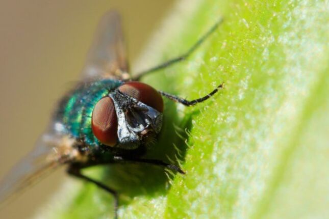 Erro comum que voc&ecirc; pode ter cometido hoje transforma sua lixeira em ber&ccedil;&aacute;rio de moscas