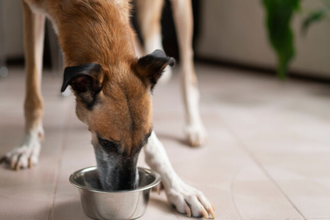 Cachorro pode comer arroz? Saiba o que os veterinários dizem