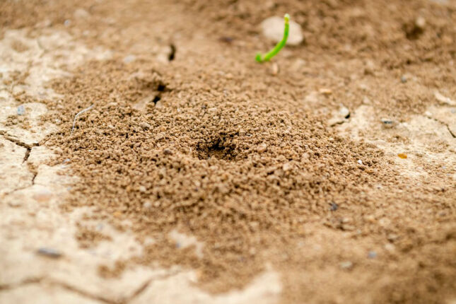 Invasão silenciosa: como se livrar de formigueiros no quintal com soluções naturais