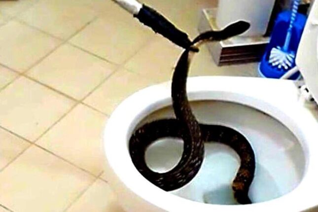 Conheça a válvula que protege seu banheiro contra cobras que sobem pelo vaso