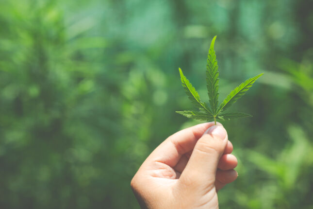 Uso de maconha dobra risco de morte por infarto e AVC, revela estudo