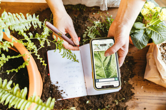 Algumas plantas dentro da sua casa podem atrair baratas; saiba como evitar
