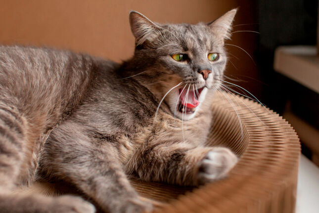 O que seu gato sabe sobre você só pelo cheiro (mesmo que ele não goste de você)