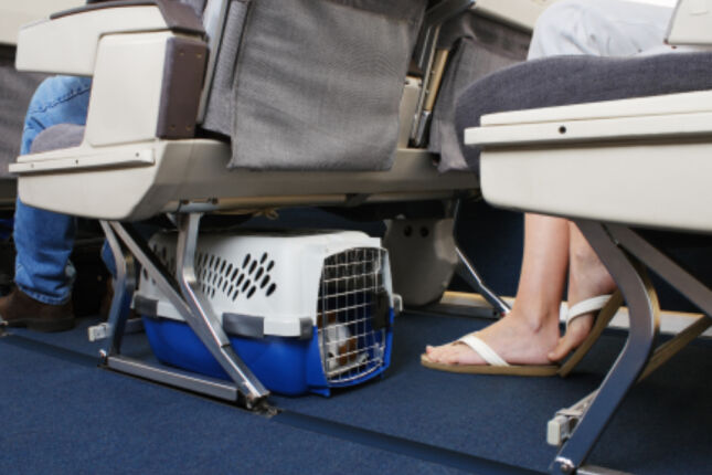 Pet na cabine do avião: descubra se a companhia aérea pode recusar