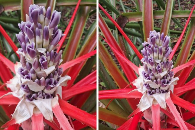 V&Iacute;DEO: Veja a espetacular infloresc&ecirc;ncia de uma planta espinhosa da Mata Atl&acirc;ntica