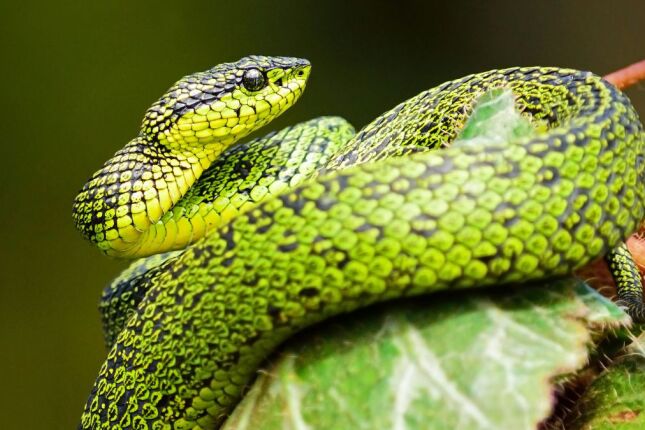 'Renascimento das serpentes': Por que a troca de pele das cobras &eacute; mais radical do que pensamos