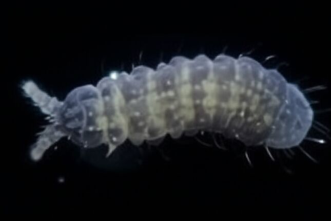 Seis olhos e corpo met&aacute;lico: Criatura 'alien&iacute;gena' surpreende e intriga pesquisadores