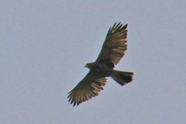 Conhe&ccedil;a a esp&eacute;cie de gavi&atilde;o que vem causando ataques em Santos e saiba como conviver com ela