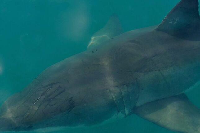 Pescadores fazem descoberta macabra que obriga cientistas a retroceder 160 anos