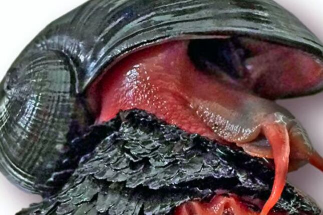 O 'caracol de ferro': conhe&ccedil;a o animal que usa armadura met&aacute;lica para sobreviver ao abismo