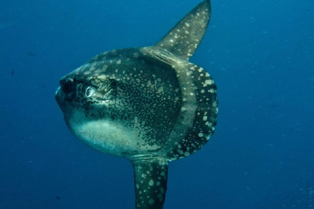 A internet o chamou de in&uacute;til: A verdade surpreendente sobre o peixe-lua que ningu&eacute;m contou