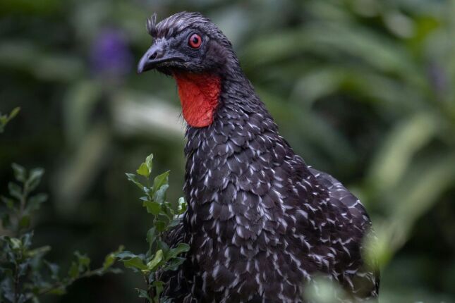 O caf&eacute; brasileiro que nasce das fezes de uma ave e conquista o mercado internacional