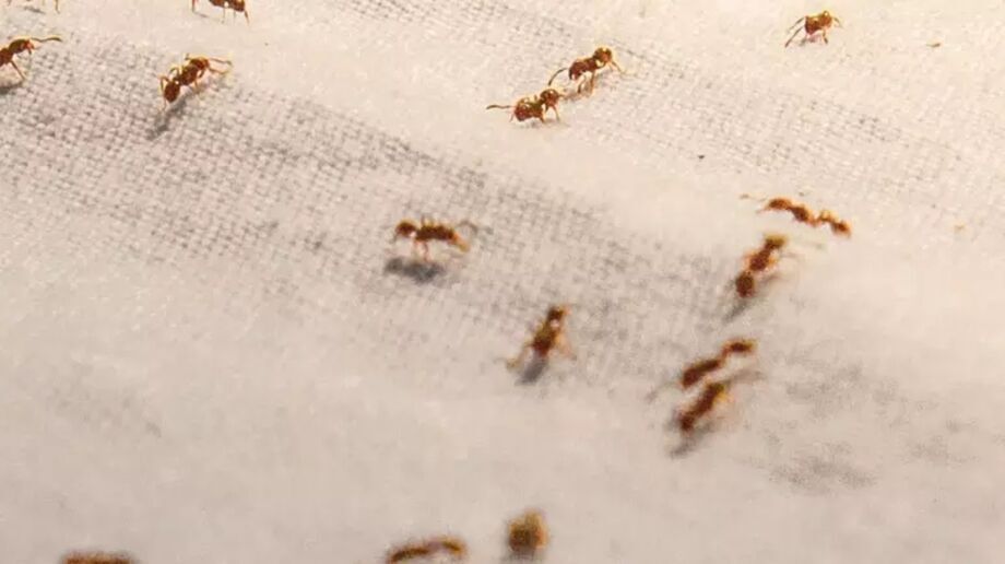 O que significa quando muitas formigas aparecem dentro de casa, segundo M&aacute;rcia Sensitiva