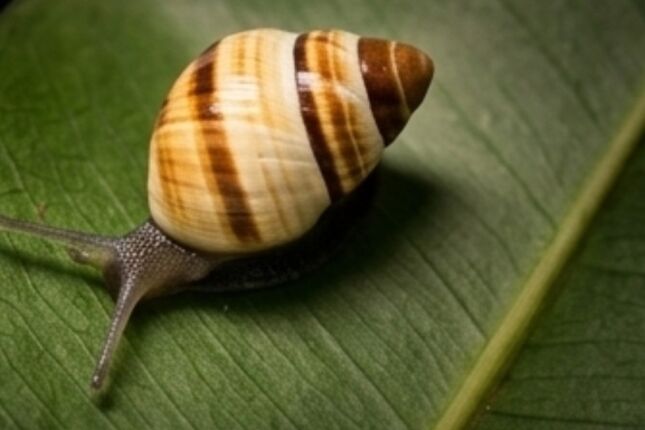 Ressurgimento: Carac&oacute;is 'extintos' h&aacute; 30 anos voltam &agrave; natureza no Hava&iacute; ap&oacute;s plano ousado