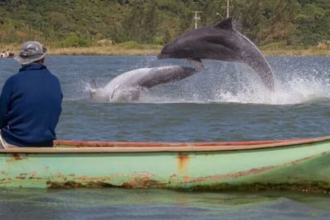 Pesca com botos no Sul do Brasil &eacute; reconhecida como patrim&ocirc;nio imaterial