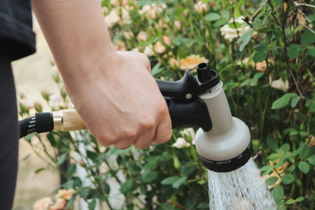 Suas plantas morrem r&aacute;pido demais? Voc&ecirc; pode estar cometendo algum desses erros
