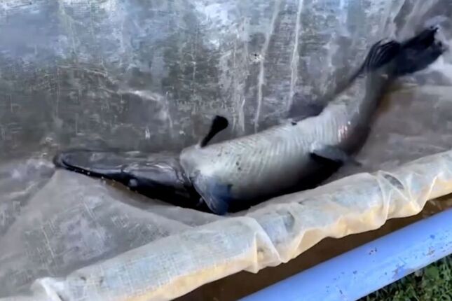 Este peixe sobreviveu 140 milh&otilde;es de anos, mas hoje est&aacute; &agrave; beira da extin&ccedil;&atilde;o