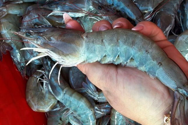 Aposta lucrativa do agro: camar&atilde;o gigante da Mal&aacute;sia avan&ccedil;a no interior de estado brasileiro