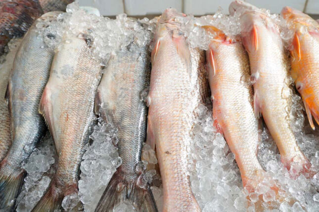 Bact&eacute;ria &eacute; encontrada em peixes no Brasil e acende alerta sanit&aacute;rio em todo o pa&iacute;s