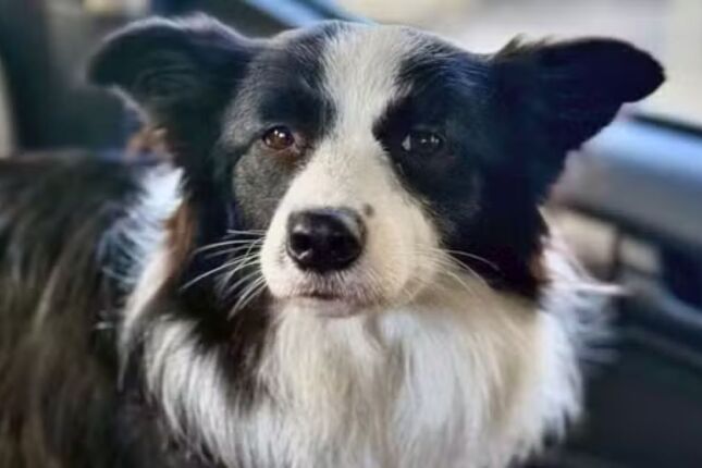 Cadelinha abandonada em carro sob sol de 30&deg;C &eacute; salva ap&oacute;s tr&ecirc;s dias no Rio Janeiro