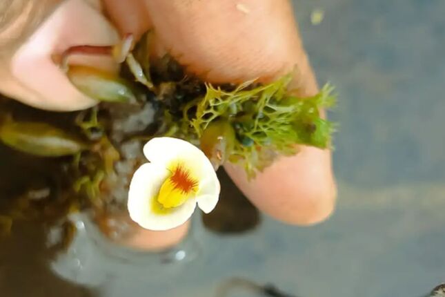 Cientistas reencontram ca&ccedil;adora invis&iacute;vel que estava desaparecida desde a d&eacute;cada de 30