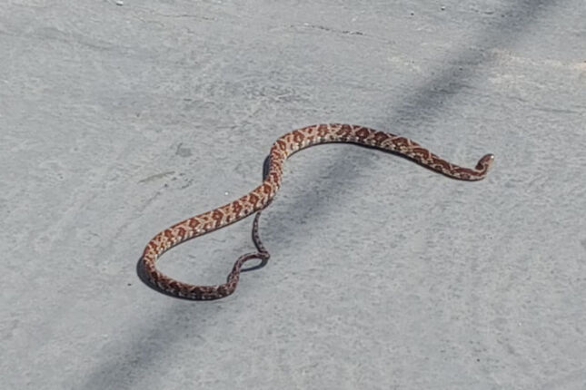 Cobra respons&aacute;vel por 70% dos acidentes no Brasil surge na principal avenida de Peru&iacute;be