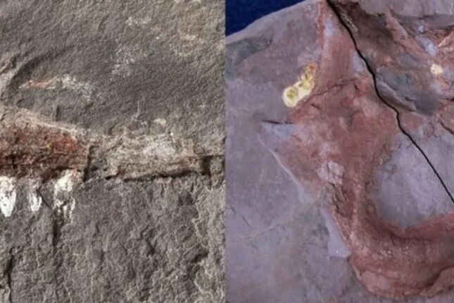 Descoberta hist&oacute;rica: Cientistas descobrem f&oacute;sseis de animais que nunca haviam sido vistos no Brasil