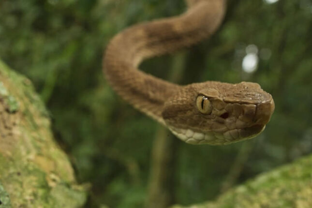 A cobra mais perigosa do Brasil vive a cerca de uma hora de cidades do litoral paulista