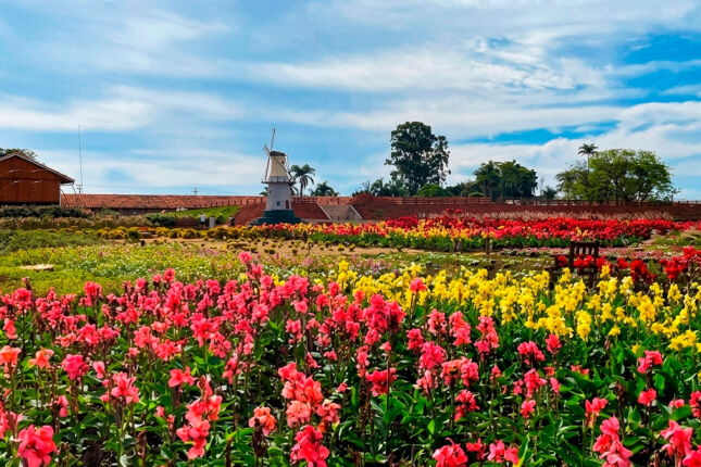 Cidade mais holandesa do Brasil encanta turistas com charme europeu e campos de flores