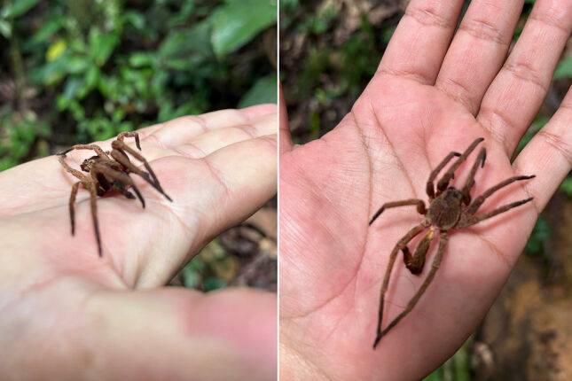 4 dos animais mais perigosos do Brasil vivem perto ou no litoral e podem aparecer em casa