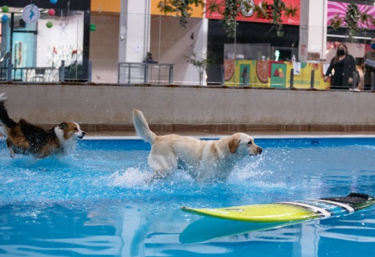 Aberto em plena pandemia, Cachorródromo já recebeu 14 mil cães - Ettore Chiereguini/Gazeta de S.Paulo