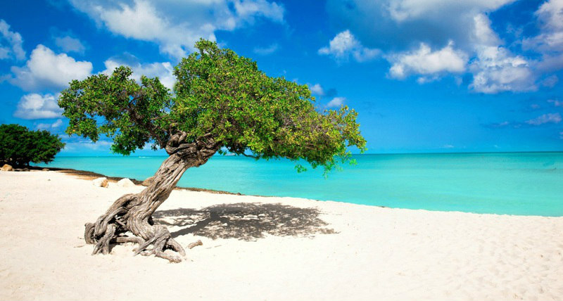 Eagle Beach - Palm/Eagle Beach, Aruba
